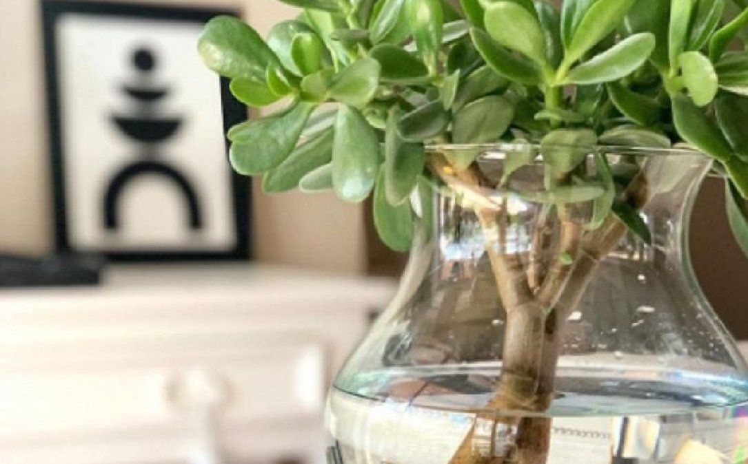 Ideas para decorar tu casa con suculentas en agua