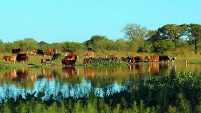 San Javier será sede del 1° Simposio sobre Ganadería en Humedales