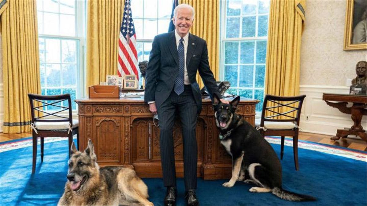 Biden se mudó con sus dos mascotas a la Casa Blanca cuando asumió la presidencia de los Estados Unidos.&nbsp;
