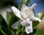 Si tu gardenia no florece, estos cuidados pueden ayudarla a llenarse de flores.