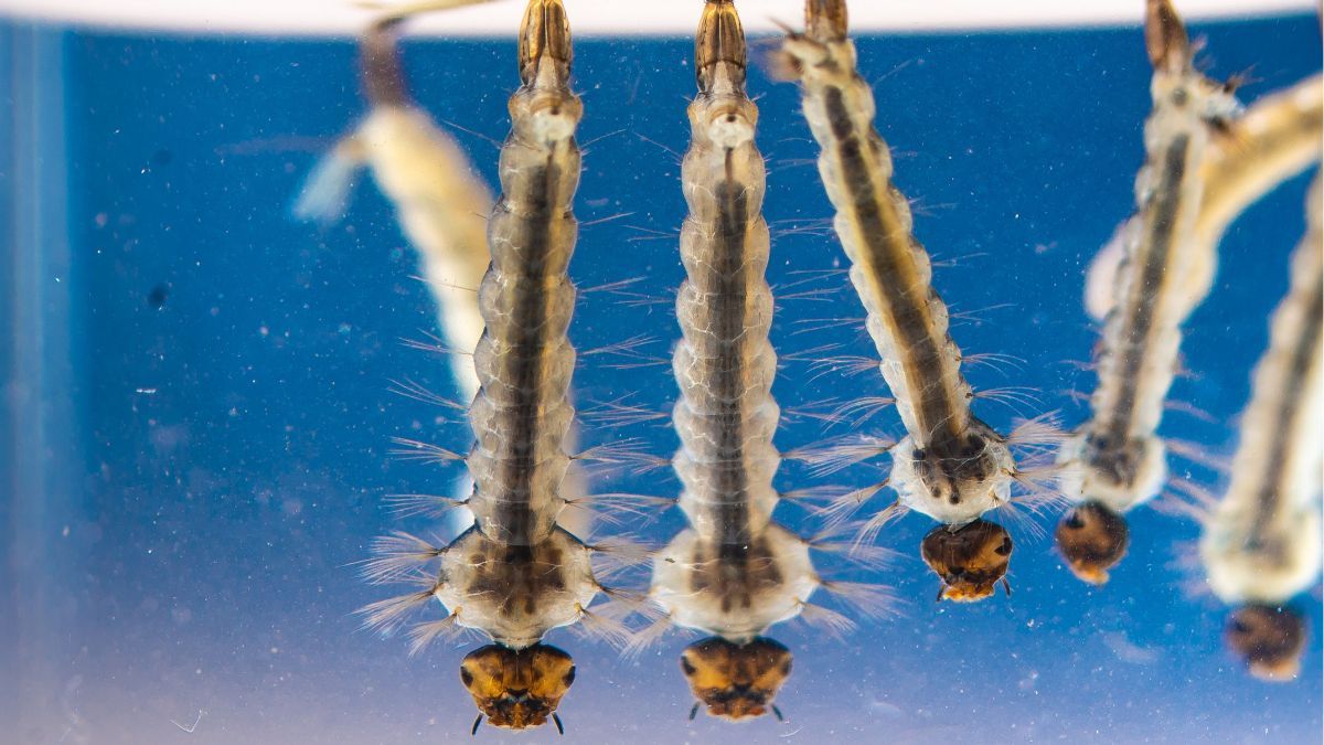 Un mosquito adulto Aedes hembra pone huevos en recipientes con agua. Las larvas nacen de los huevos de los mosquitos y viven en el agua. Las larvas se transforman en pupas y estas en mosquitos adultos. Un mosquito adulto Aedes hembra pone huevos en recipientes con agua. Las larvas nacen de los huevos de los mosquitos y viven en el agua. Las larvas se transforman en pupas y estas en mosquitos adultos.