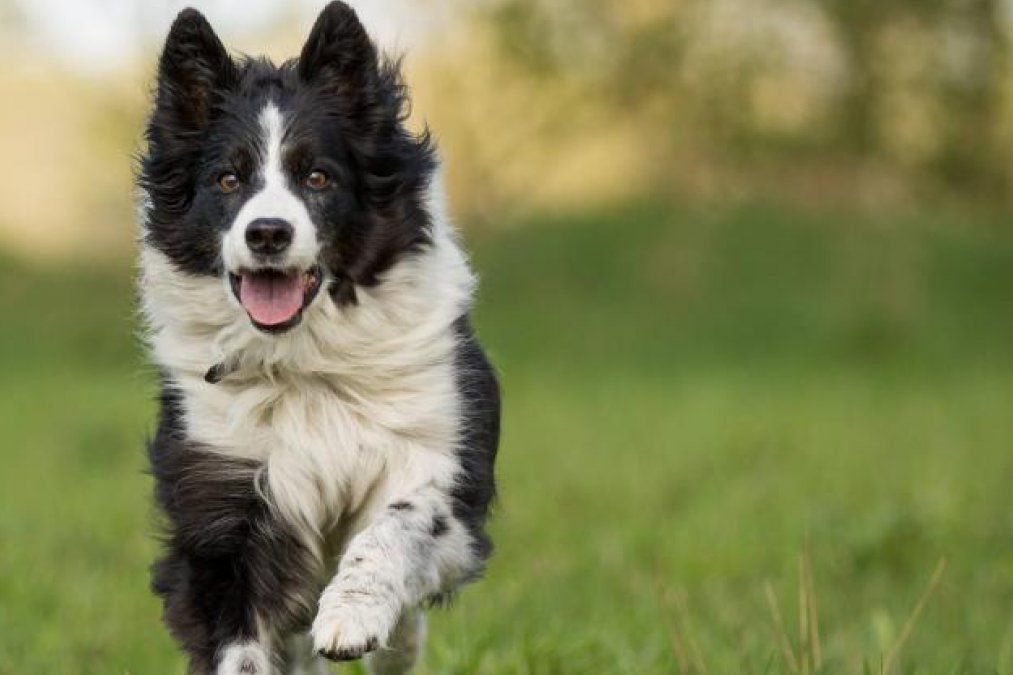 Perros potencialmente peligrosos: ¿es culpa de los humanos?