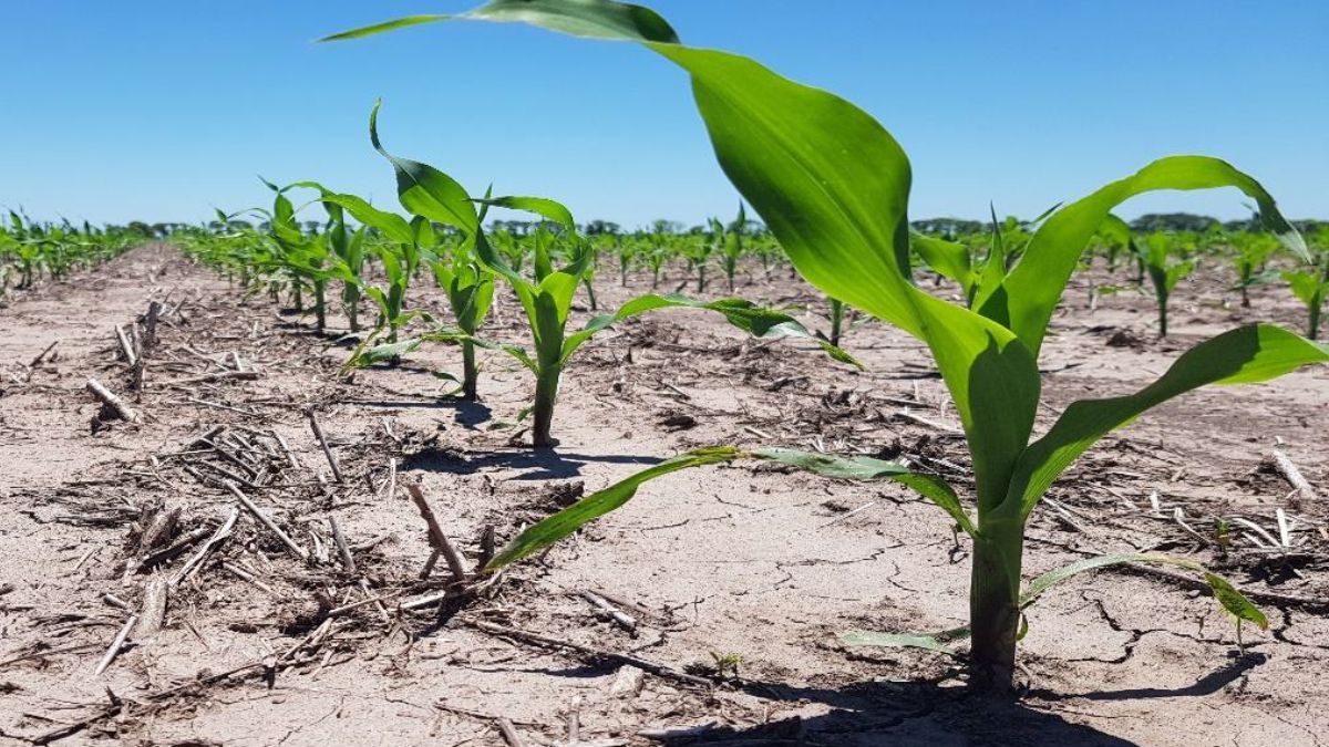 La retracción era esperada luego de las enormes pérdidas que generó el año pasado el complejo de enfermedades conocido como achaparramiento del maíz.