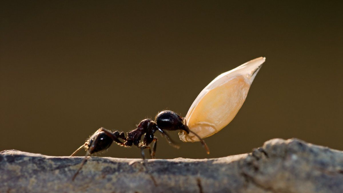 Cuando se trata de hormigas en los sueños