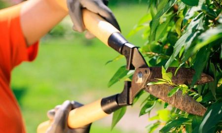 Algunas plantas se fortalecen si se podan en otoño. Algunas plantas se fortalecen si se podan en otoño.