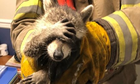 Atrapan a un mapache robando comida y se avergüenza ante los bomberos Atrapan a un mapache robando comida y se avergüenza ante los bomberos