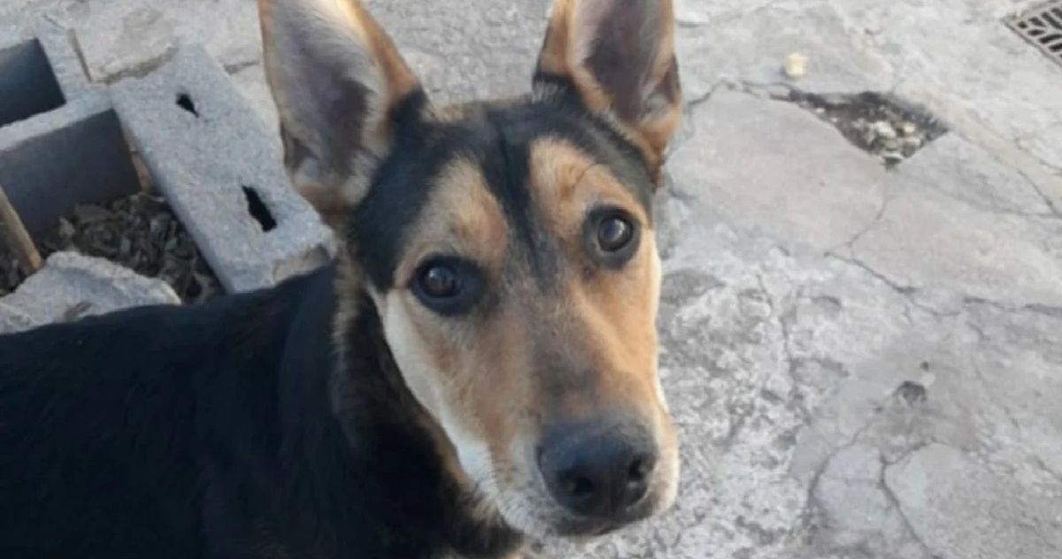 Un hombre mató a balazos a su perro luego de que se comiera el matambre de la parrilla