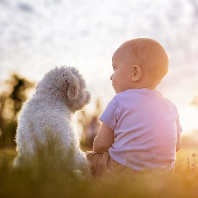 Mi perro tiene celos de mi bebé ¿Qué hago?