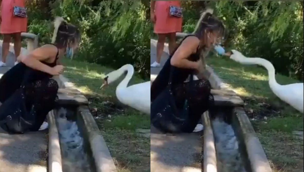 Cisne le pone correctamente el tapabocas a una mujer.