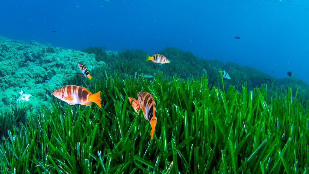 El océano guarda muchísimos misterios. El océano guarda muchísimos misterios.