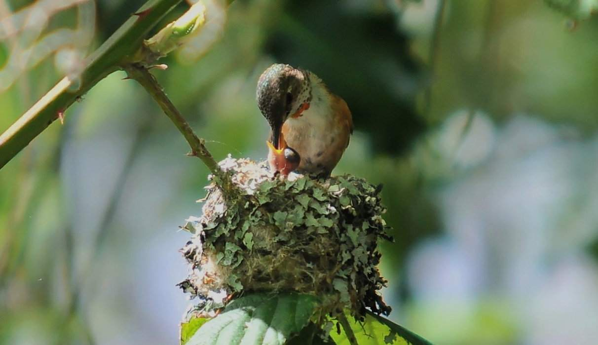 Las hembras de colibrí fabrican su nido solas y crían a los pichones también solas.