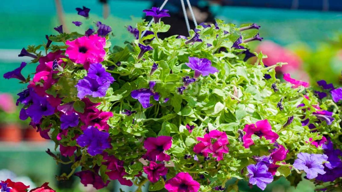 La surfinia crea un efecto cascada ideal para balcones y terrazas. La surfinia crea un efecto cascada ideal para balcones y terrazas.