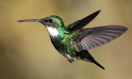 Qué representa el colibrí Qué representa el colibrí