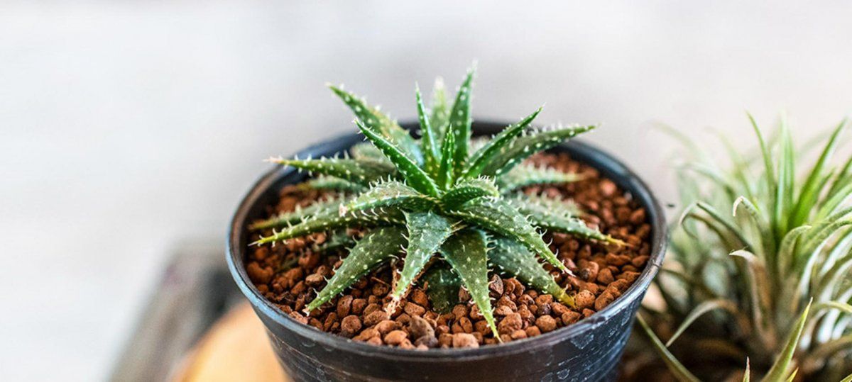 El gel obtenido del aloe vera fresco tiene muchos efectos.