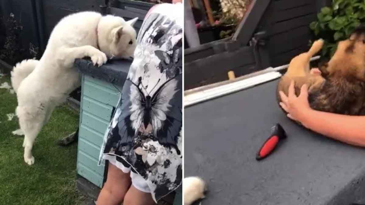 Un perro se pone celoso al ver que su due&ntilde;a acaricia a otra mascota y se vuelve viral