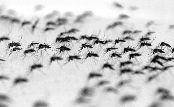 6 remedios caseros para picaduras de mosquitos en niños