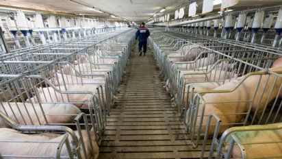 Apertura de importaciones sin eliminación de impuestos locales: las desventajas que advierten los productores de carne de cerdo