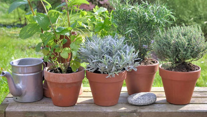 La planta ideal para personas que duermen mal y mejora el descanso de forma natural