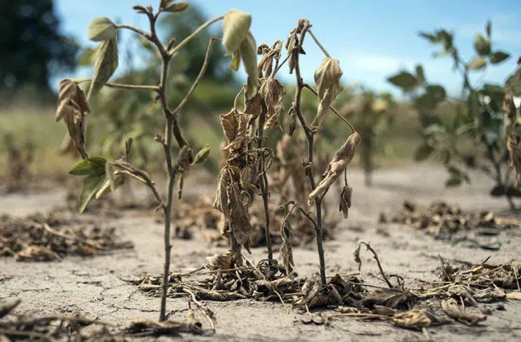 Qué dijo Mhoni Vidente sobre las sequías.