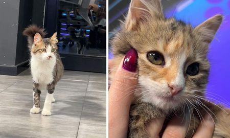 Ángel y Cleo, dos de los gatitos que buscan hogar. Ángel y Cleo, dos de los gatitos que buscan hogar.
