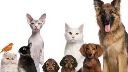 La sorprendente similitud facial entre ciertas razas de gatos y perros