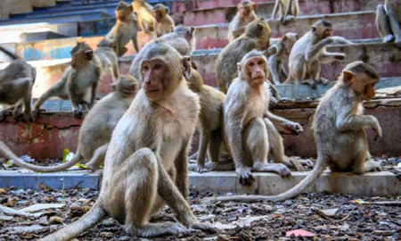 India: monos matan a un bebé de 4 meses al arrojarlo desde la azotea de un tercer piso India: monos matan a un bebé de 4 meses al arrojarlo desde la azotea de un tercer piso