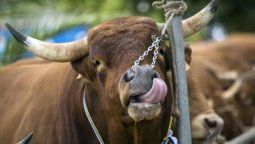 Como con los agroquímicos Como con los agroquímicos