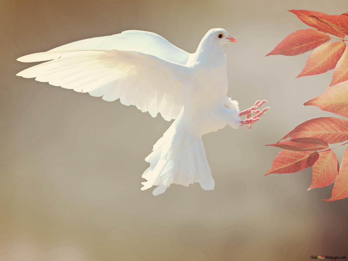 Significado de ver una paloma blanca muertaQué significa ver una paloma blanca en tu casa