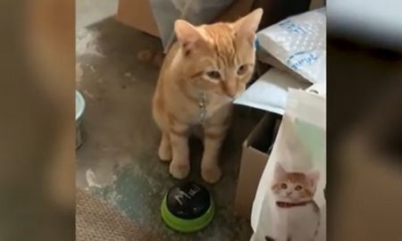 Gatito habla con sus dueños y se hace viral. Gatito habla con sus dueños y se hace viral.