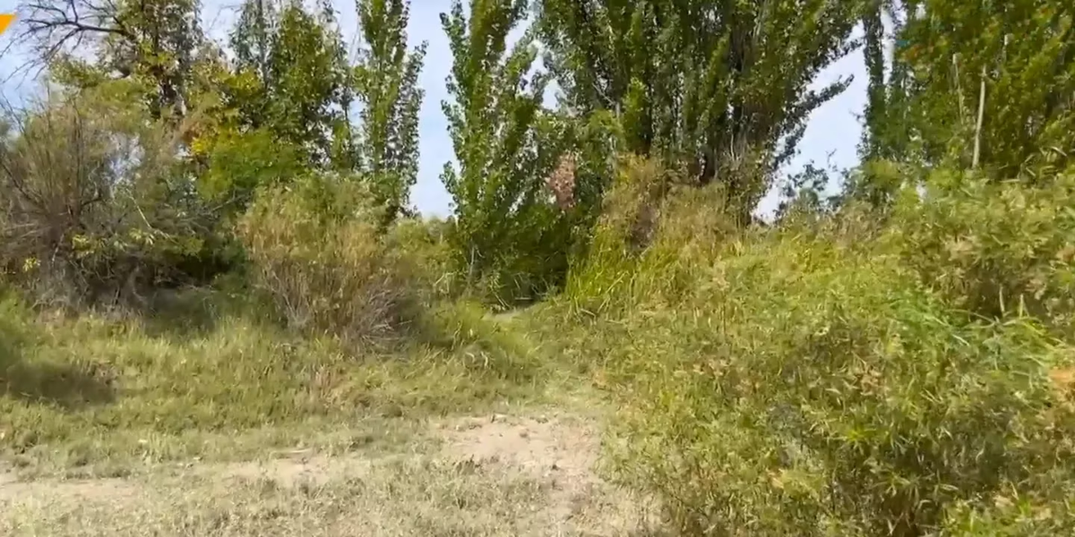 Ricardo Ganum, el dueño de los perros que atacaron y dejaron gravemente herido a un niño de cinco años en Mendoza.