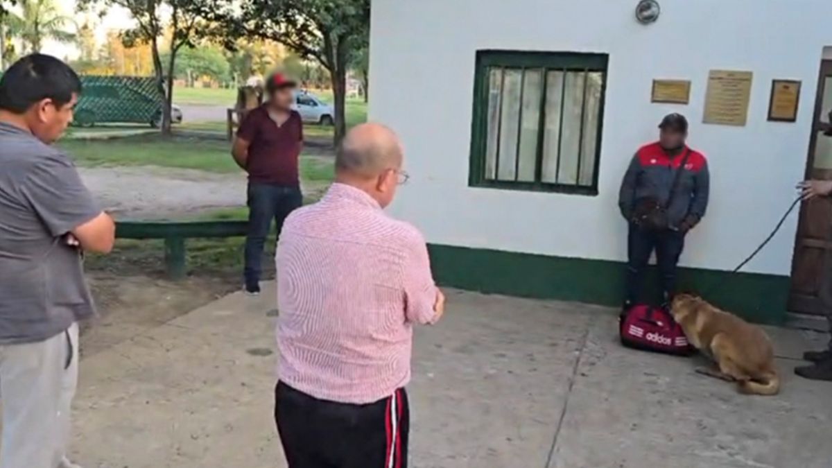 La perra detectora "Sasha" fue clave para identificar a los pasajeros que transportaban la droga en sus organismos. La perra detectora "Sasha" fue clave para identificar a los pasajeros que transportaban la droga en sus organismos.