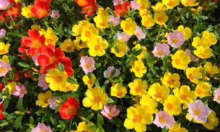 La portulaca es una gran opción para tener flores en casa con pocos cuidados. La portulaca es una gran opción para tener flores en casa con pocos cuidados.