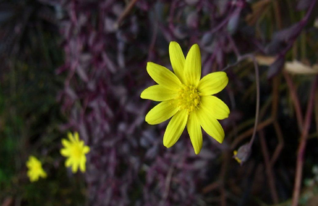 Suculentas colgantes con flores que vas a amar