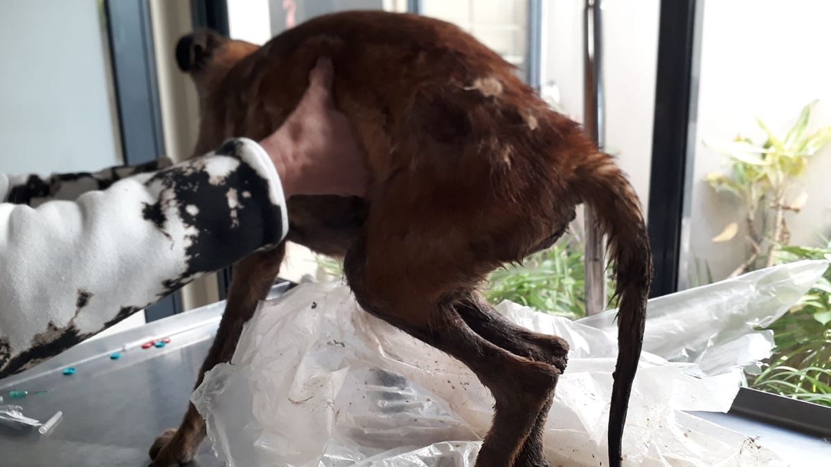 Ángel tiene una lesión vertebral que le impide caminar con sus patas traseras. 