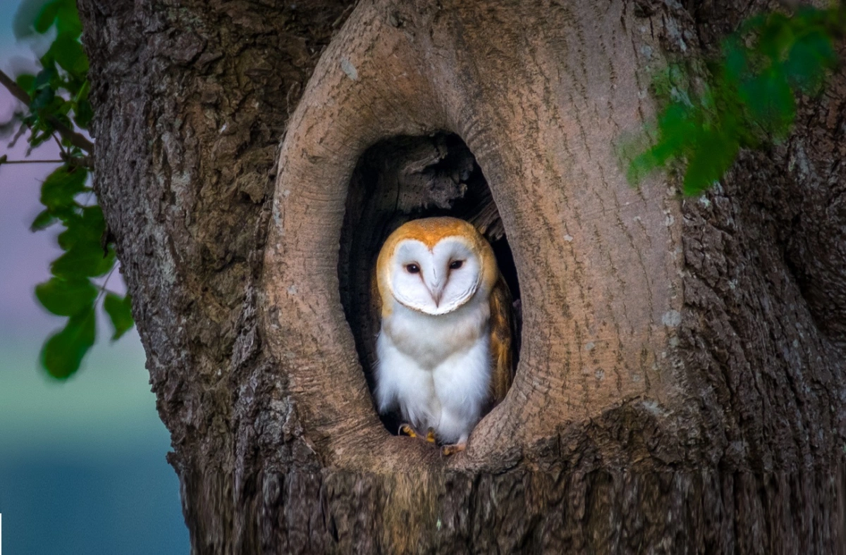 Dónde la Biblia habla de lechuza