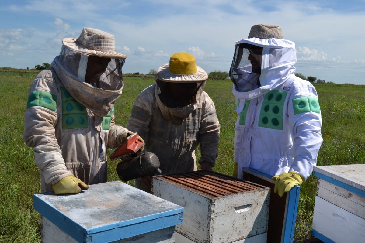 En Santa Fe hay actualmente 116 salas de extracción de miel registradas y habilitadas en el Sistema Único de Registro (SUR) del Senasa En Santa Fe hay actualmente 116 salas de extracción de miel registradas y habilitadas en el Sistema Único de Registro (SUR) del Senasa