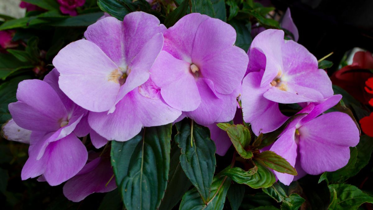 Sus flores con m&uacute;ltiples p&eacute;talos recuerdan a peque&ntilde;as rosas y cubren gran parte del follaje.