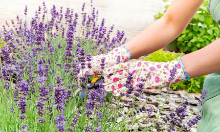 Si sembrás estas tres plantas en septiembre, podrás disfrutar de flores durante los 365 días del año. Si sembrás estas tres plantas en septiembre, podrás disfrutar de flores durante los 365 días del año.