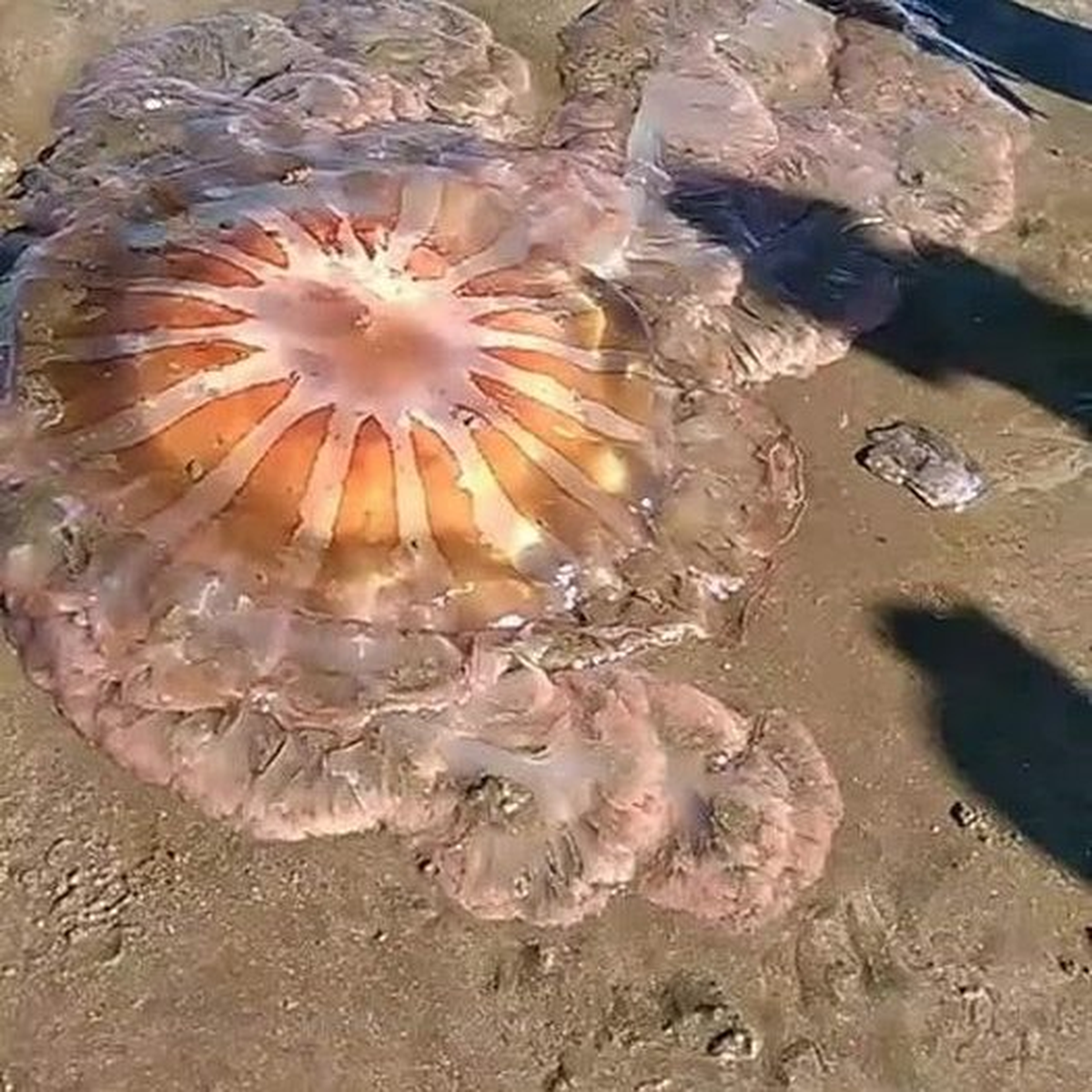 La presencia de una medusa gigante impactó a los bañistas y turistas de la zona de Los Acantilados, Mar del Plata.