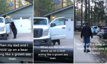 Un oso se metió dentro de una camioneta Un oso se metió dentro de una camioneta