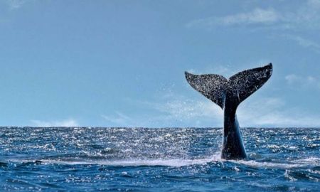 Ya son 30 las ballenas muertas en Chubut: hallaron otros 12 ejemplares. Ya son 30 las ballenas muertas en Chubut: hallaron otros 12 ejemplares.