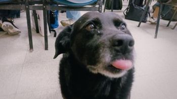 Caso Garrafa: la Policía actuó de oficio y se aguardan medidas contra el dueño del pitbull