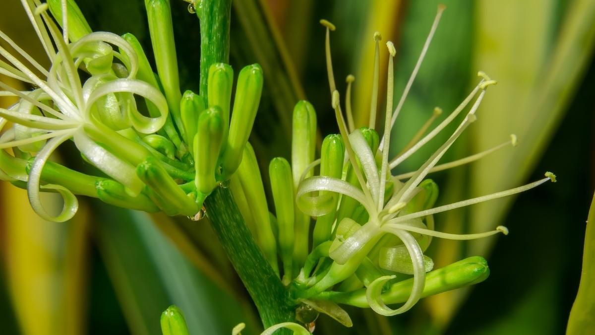 Resistente y de bajo mantenimiento, es una de las plantas m&aacute;s elegidas para espacios de descanso en verano.