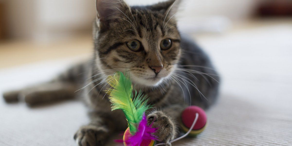 Qué accesorios son indispensables si tenes un gato como mascota