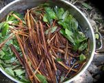 ayahuasca, el ritual chamanico por excelencia: que es y cuales son sus efectos