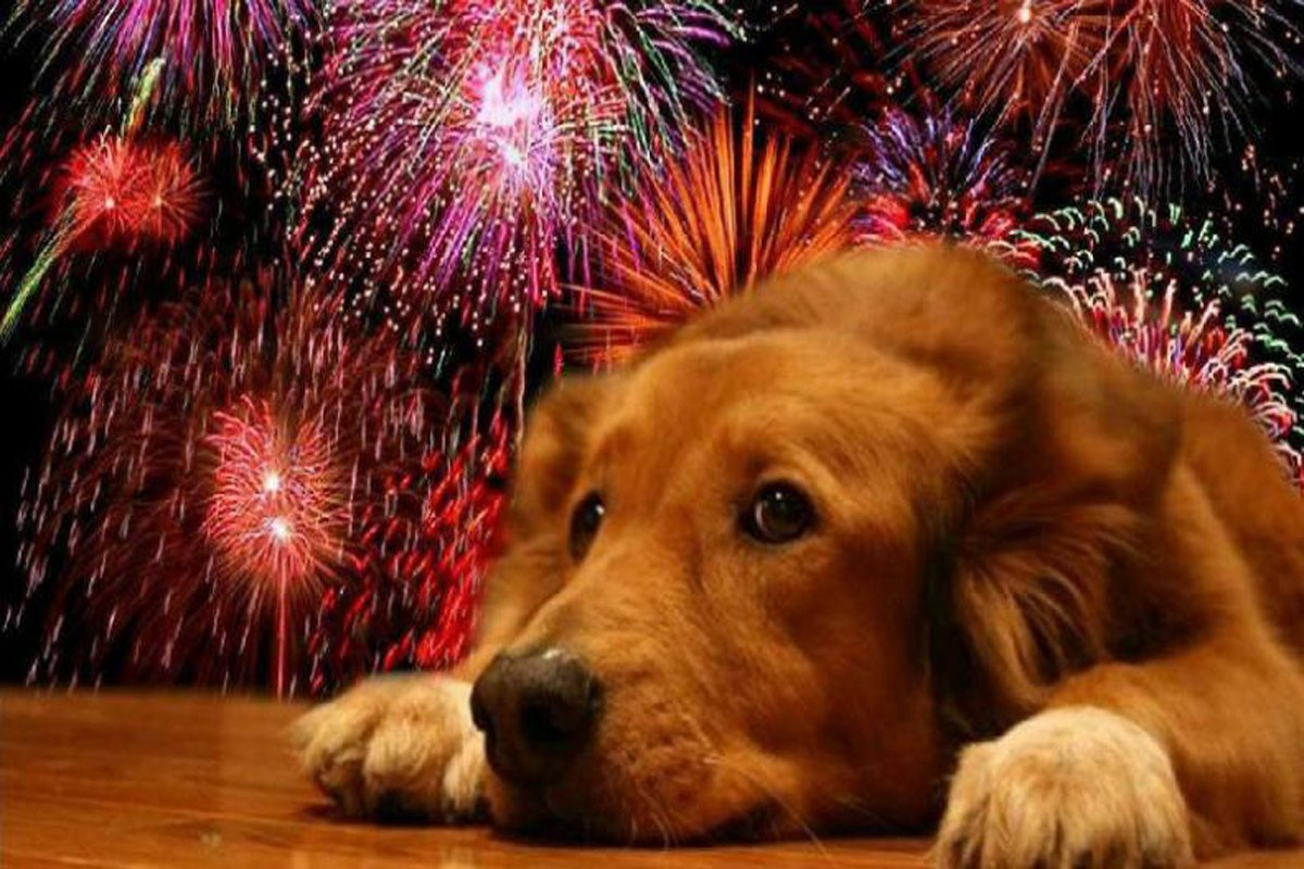 Usar feromonas sint&eacute;ticas para controlar el estr&eacute;s de las mascotas.