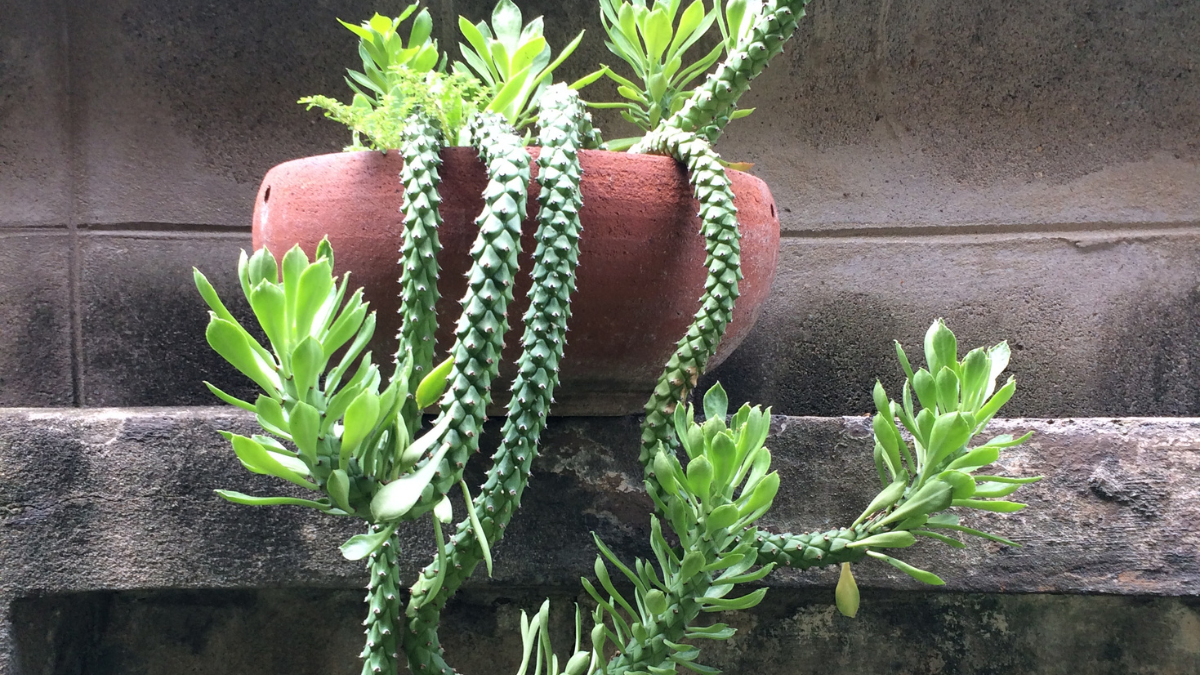 El cactus cola de rata produce tallos cilíndricos que caen alrededor de la maceta y aprovechan muy bien el espacio vertical. El cactus cola de rata produce tallos cilíndricos que caen alrededor de la maceta y aprovechan muy bien el espacio vertical.
