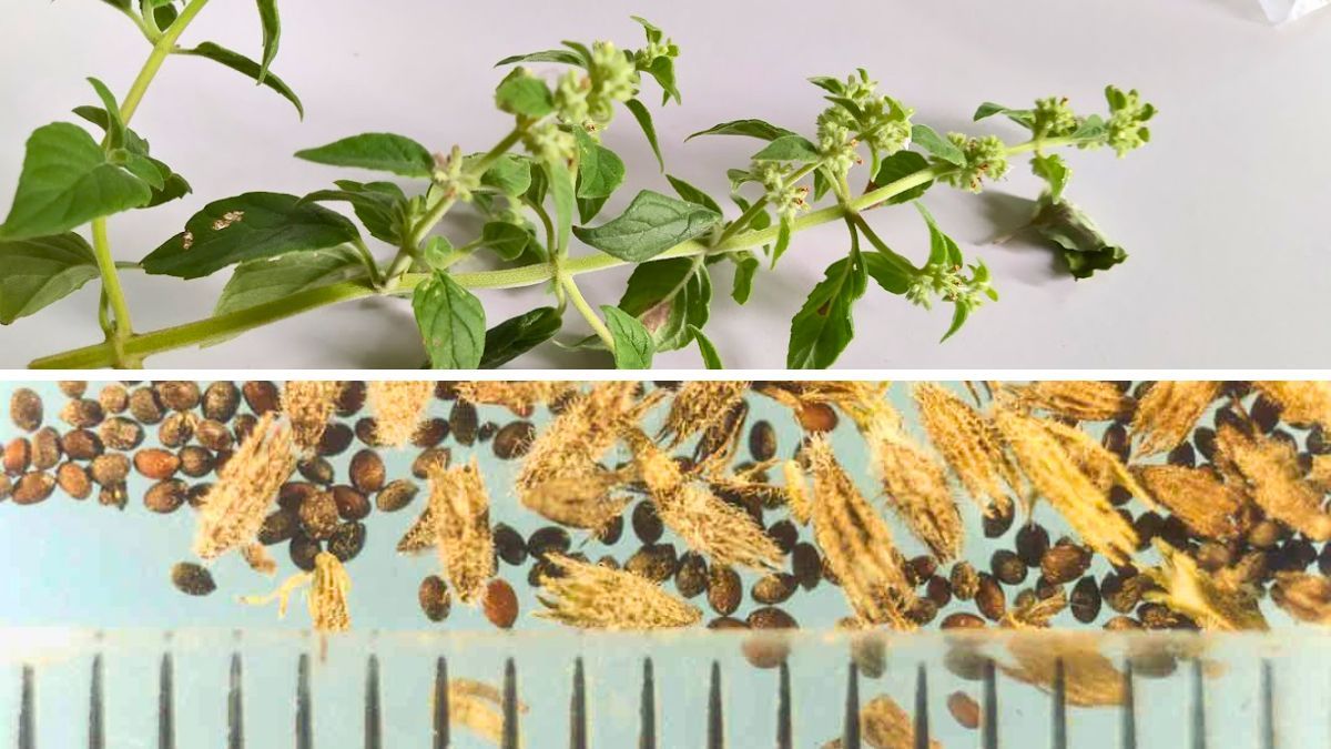 La domesticación implicó seleccionar plantas con características productivas y aromáticas estables, adaptadas a condiciones agrícolas