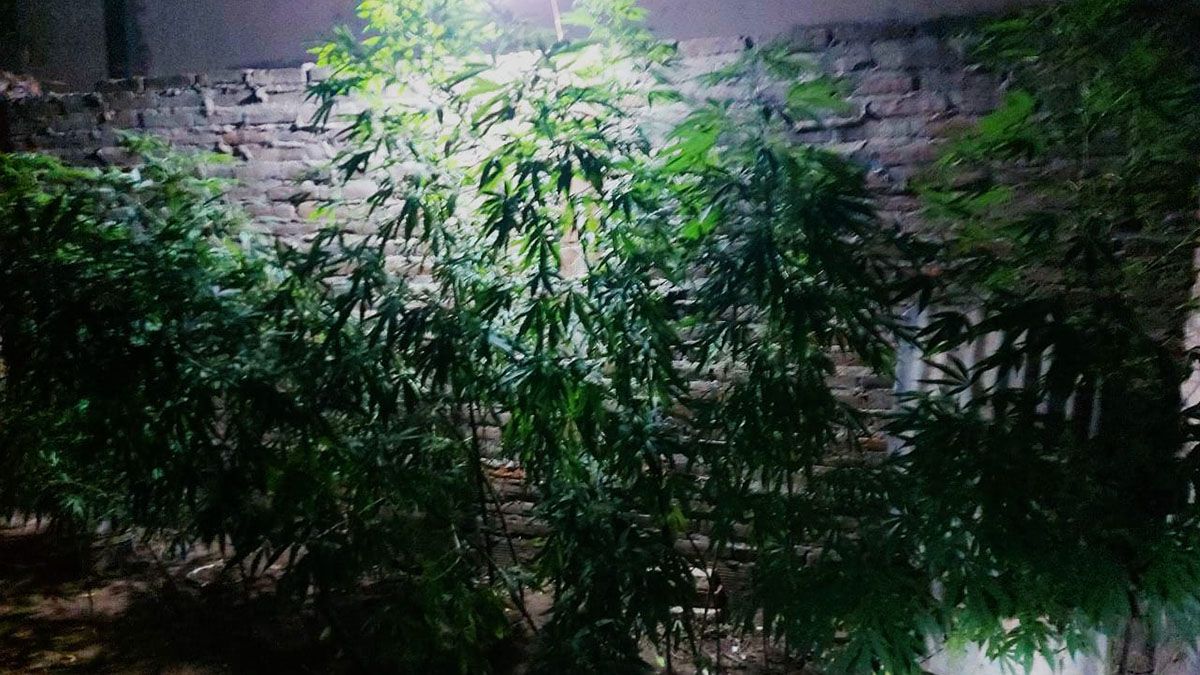 En el patio de la casa encontraron plantas de marihuana de dos metros de altura