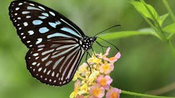 El significado de recibir una mariposa en tu casa